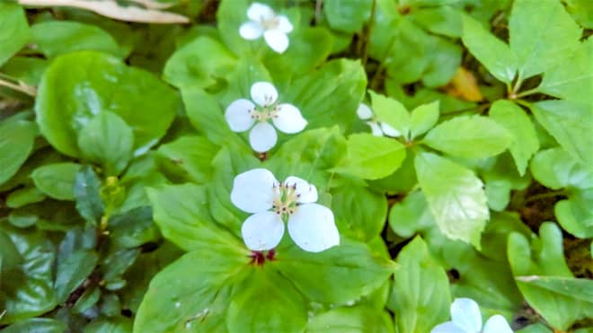 ゴゼンタチバナ