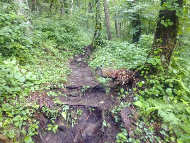 九十九折の登山道