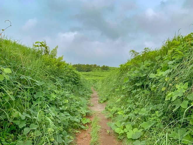 出だしの3分位は鬱蒼とした草むらを歩きますが