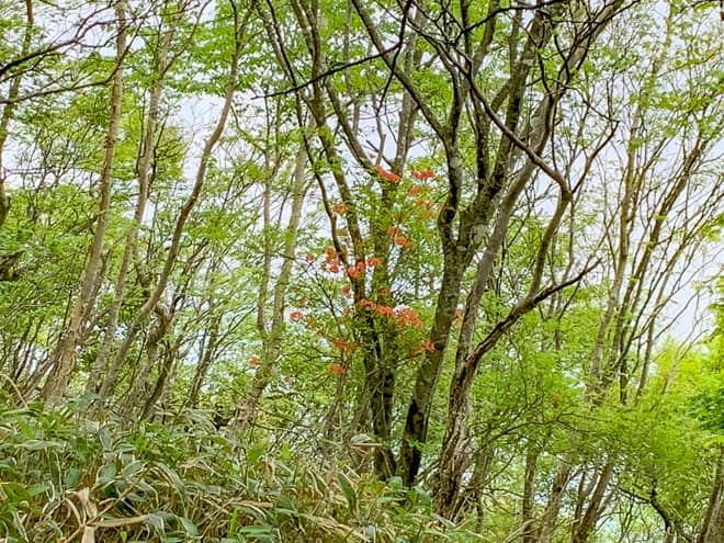 所々に花も咲いていて