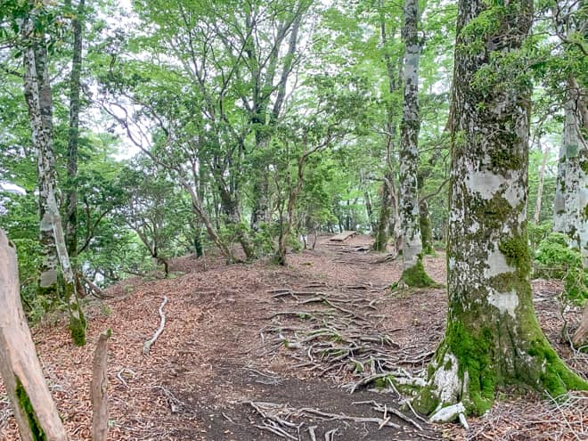 木道が見えてきました。山頂はすぐそこです。