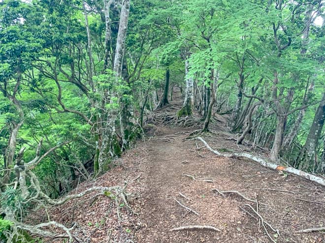 梯子を登りきると、その先はご褒美ゾーン