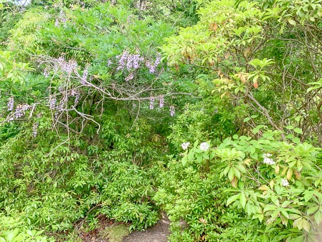 標高があがるにつれ、花をちらほらと拝むことが出来る
