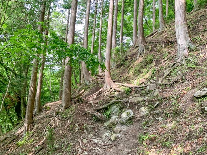 樹林帯に入った途端に湿度が高くなり