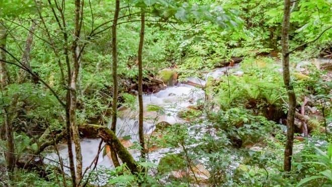 沢の横の林道歩き