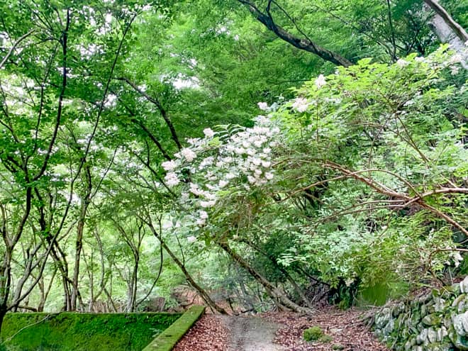 畦ヶ丸は花が大変美しく
