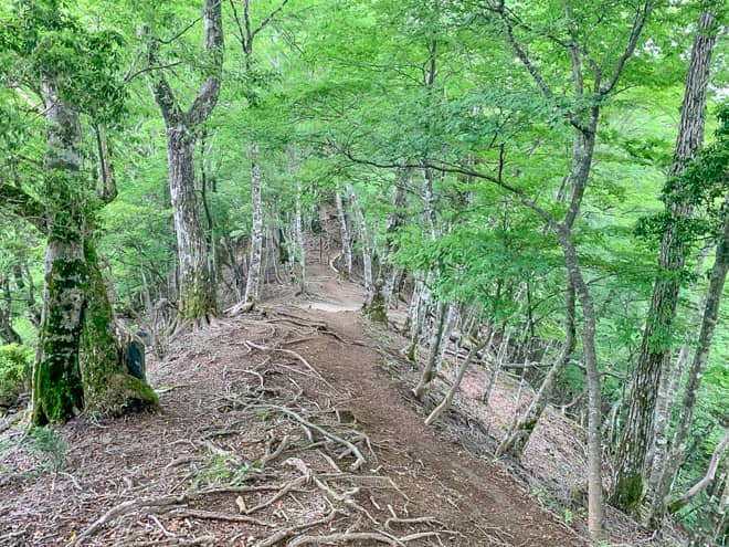 痩せ尾根のトンネルは風が大変心地よく