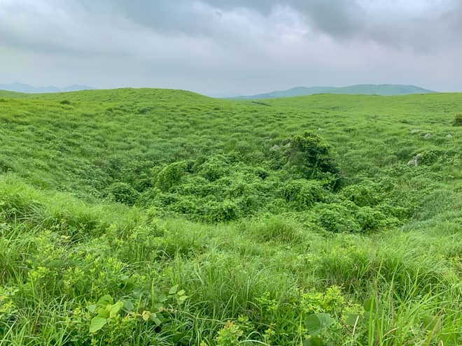 秋吉台では所々で窪地（ドリーネ）を見ることが出来ます