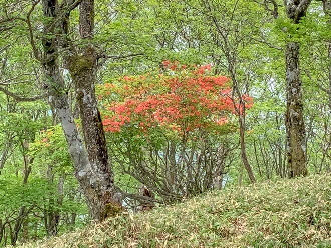 花も咲き誇り、風も心地よい道です
