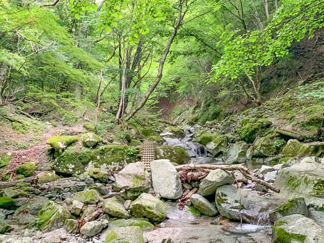 苔むした新緑を流れる沢沿いを