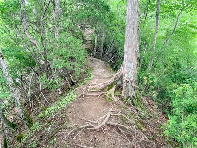 樹林帯の階段を昇りきると痩せた尾根が見えてきます