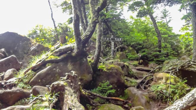 にゅう山頂直下