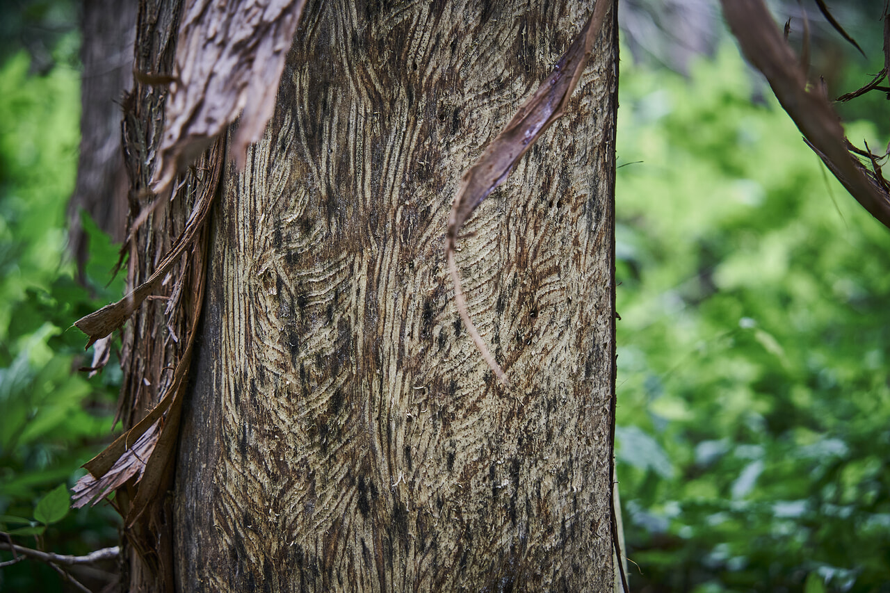 くまはぎの薪_3