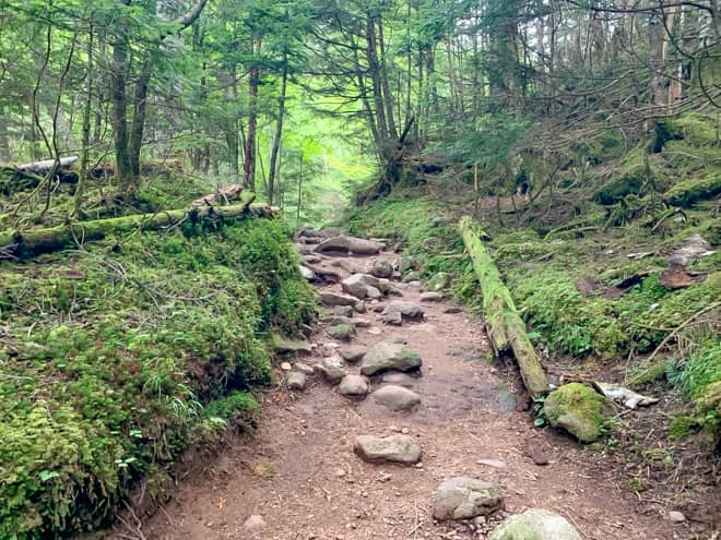 八ヶ岳特有の、苔むした美しい樹林帯