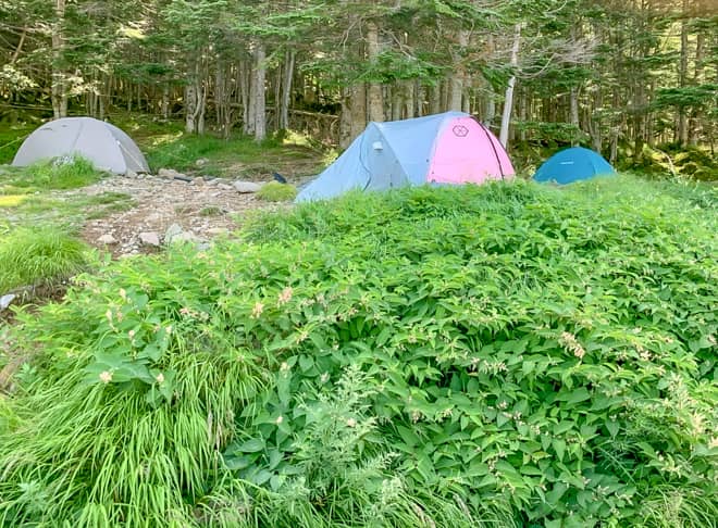山小屋を囲むように細長く広がった林間エリア