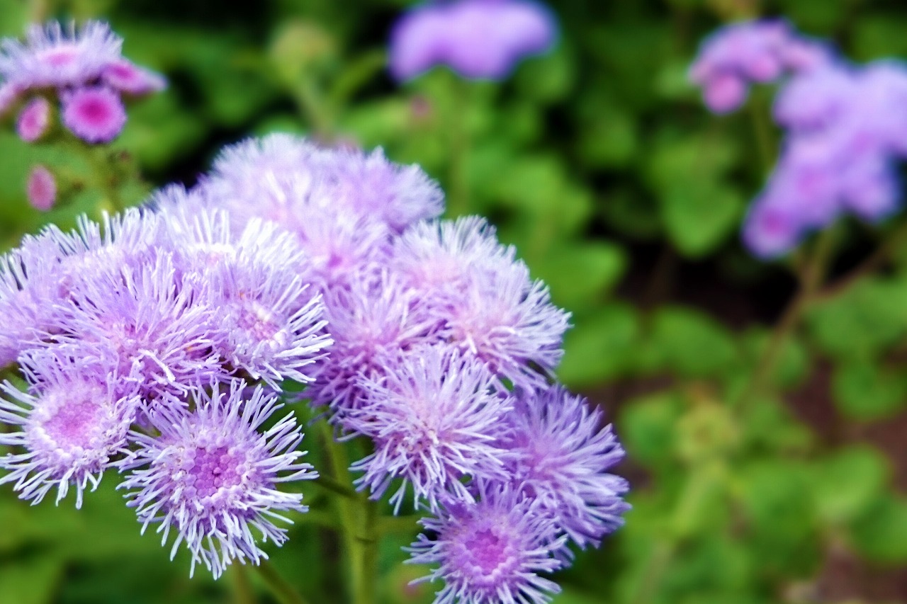 虹の花まつり_5