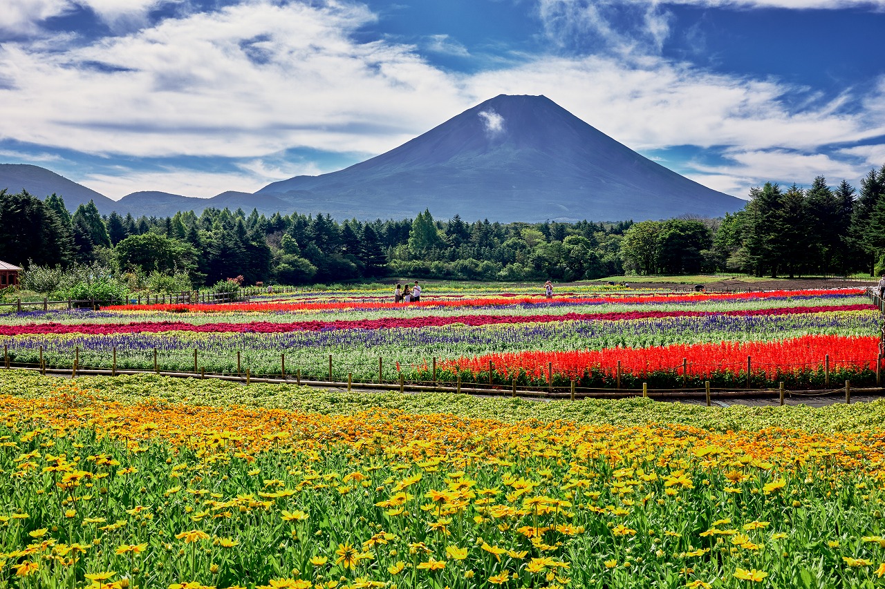 富士山をバックに彩る花畑「虹の花まつり」が10月10日まで開催【ライブカメラ配信中】