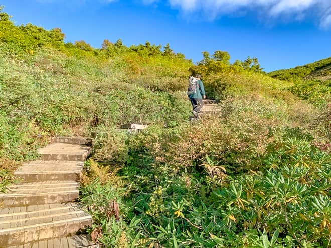 しっかりと整備された木道の階段