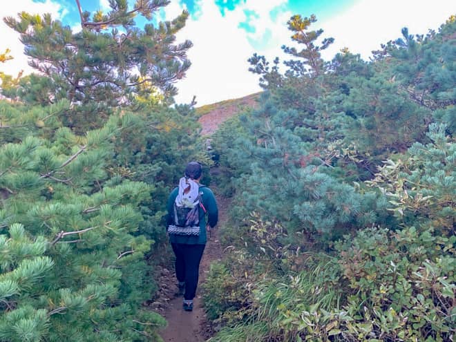 一瞬、樹林帯らしい低木のトンネルエリア