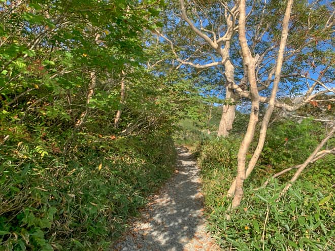 標高2100メートルあたりから2300メートルまでは