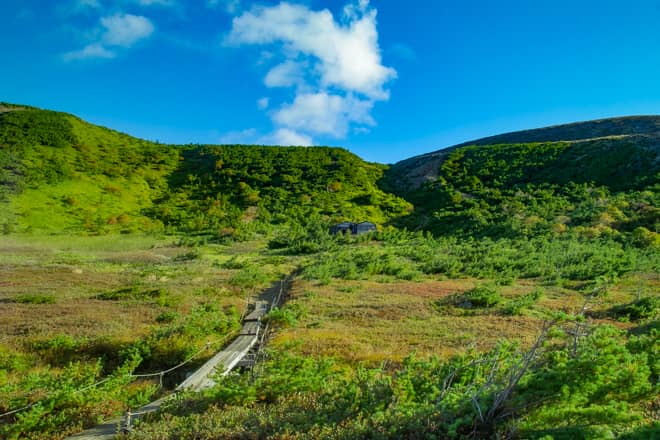 湿原に続く木道は