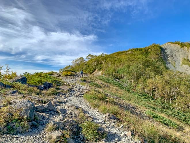 登りきると樹林帯が見えてきました