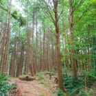 年間6万円で自分だけの森を手に入れる！話題の「forenta」が福岡県でエントリー受付中