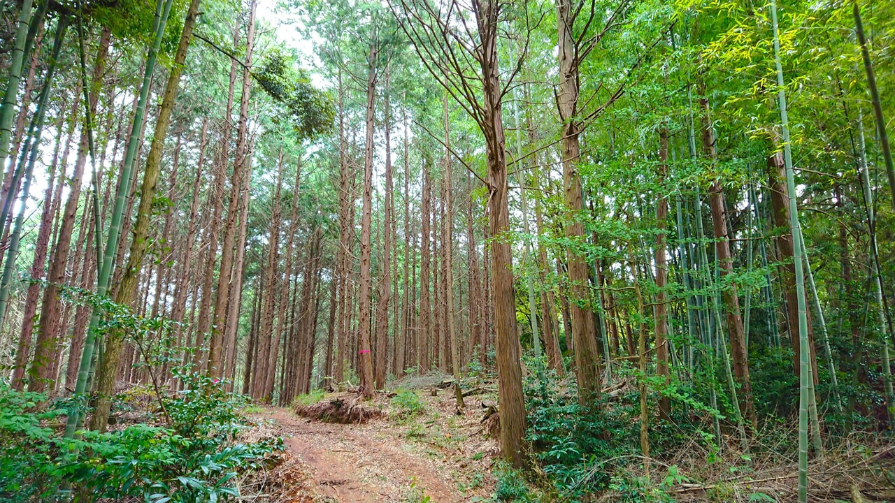 年間6万円で自分だけの森を手に入れる！話題の「forenta」が福岡県でエントリー受付中
