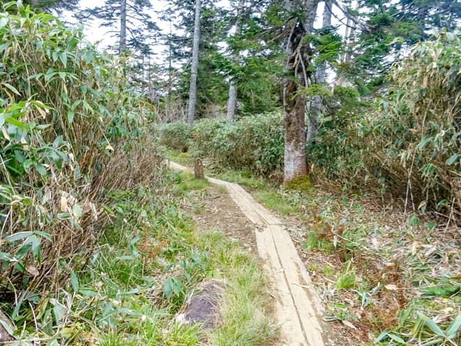 オヤマ沢田代 → 至仏山登山口
