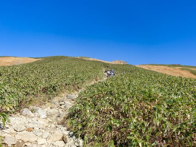 笹に覆われた登山道は開放的です
