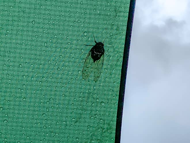 虫が少なくなる