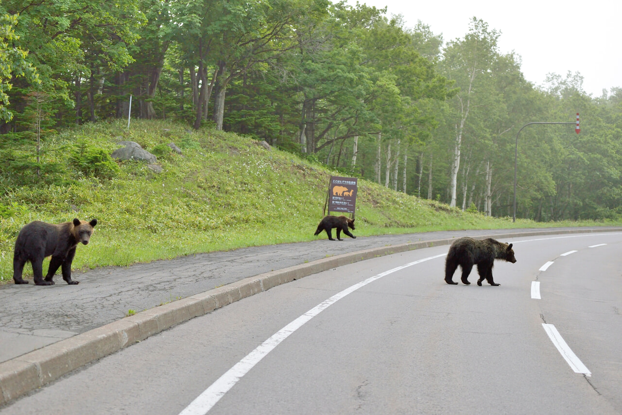 道路を歩く熊