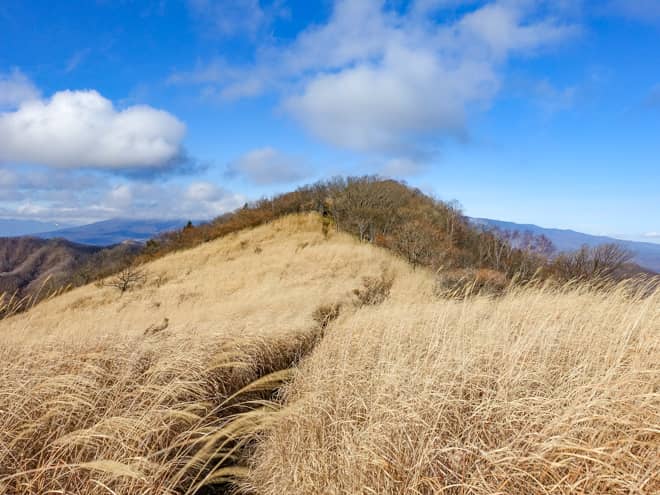 ススキに覆われた稜線を進むと
