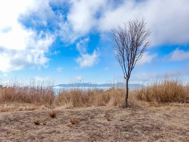 横尾山の山頂は木々に覆われているので