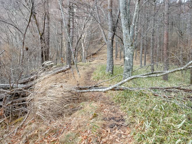 登山道は基本