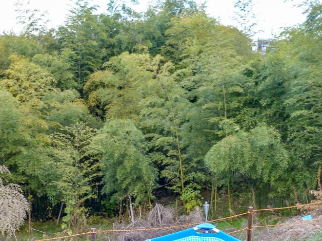 4月にはタケノコ掘り体験も