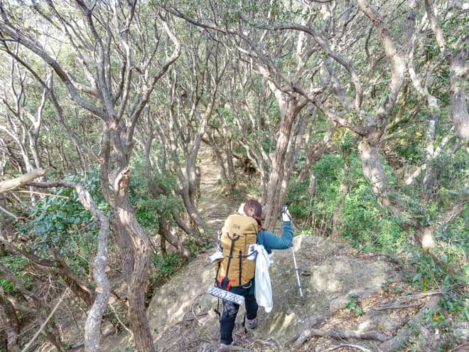 この先は木々のトンネルのお陰で木漏れ日が気持ちよく