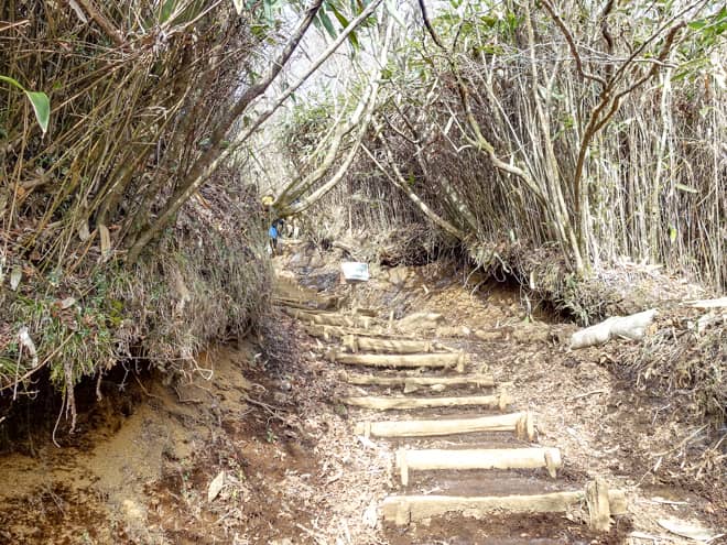 出だしは樹林帯に突入