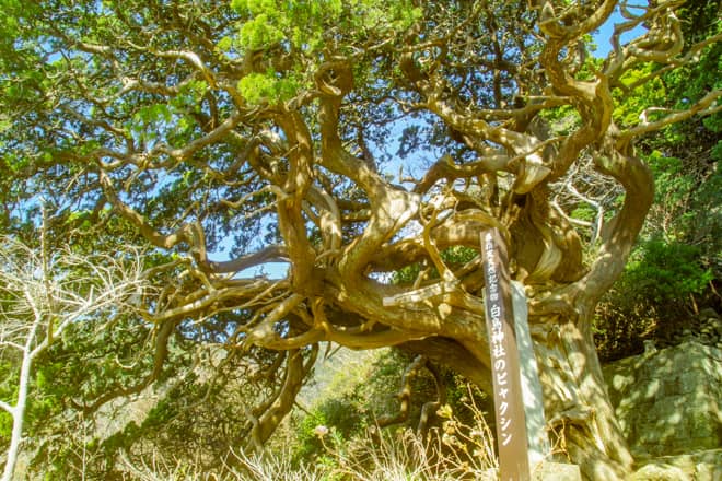 吉田の集落を進むと吉田白鳥神社と