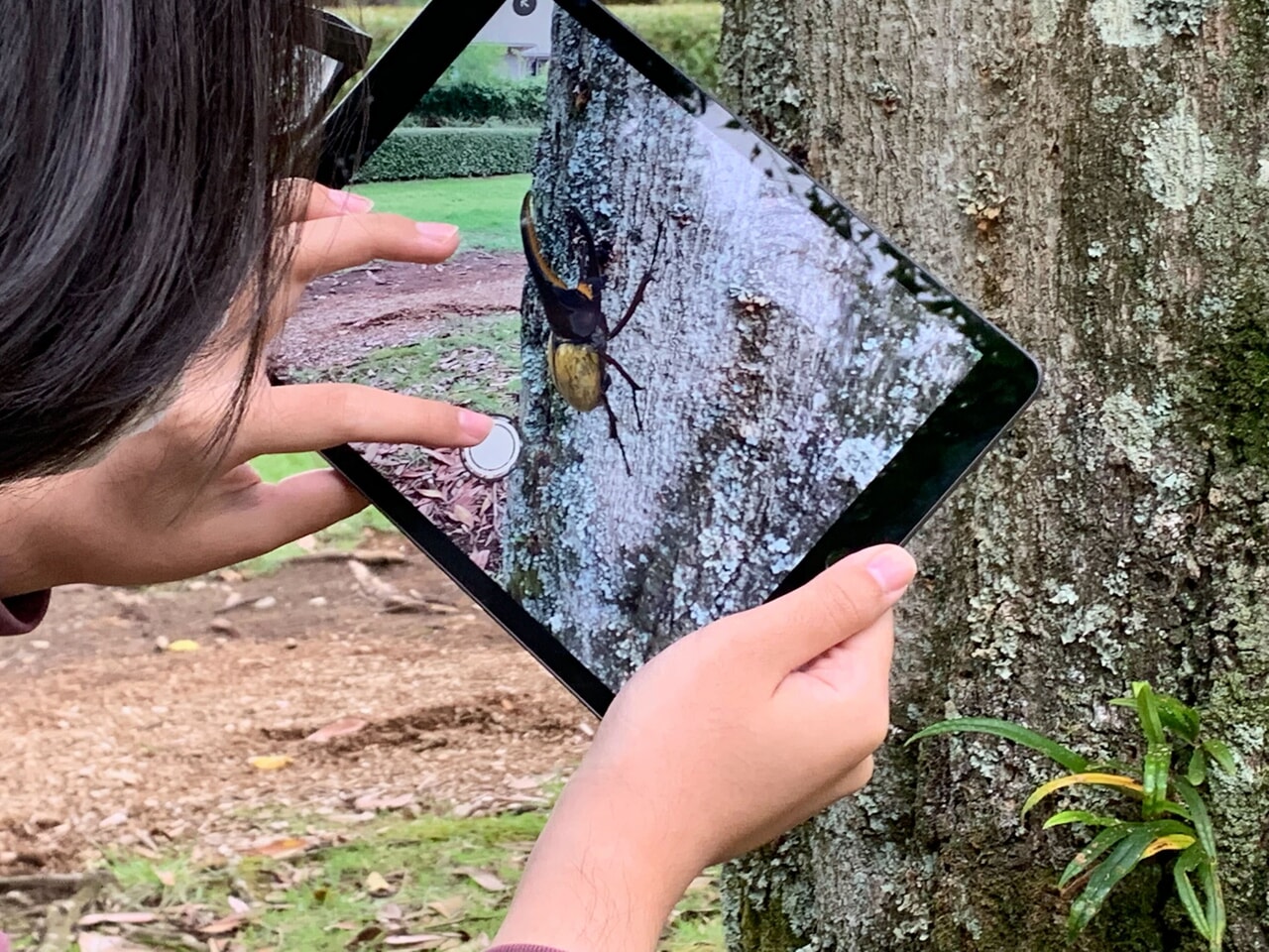 新感覚虫取り体験「ARデジタル昆虫採集」