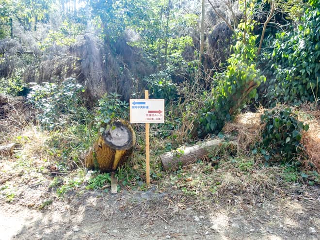 暫く下ると林道に出ます