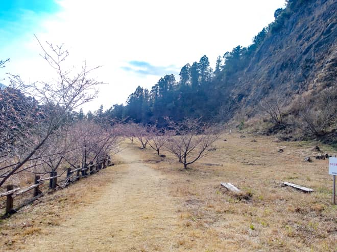 桜の広場には河津桜の桜並木があります