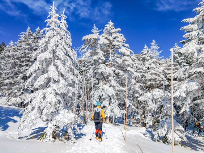 雪が積もる針葉樹