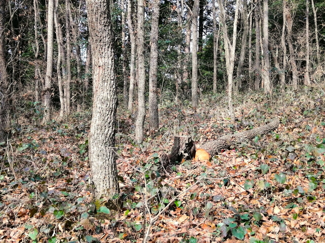 forenta - FUKUOKA 筑前キャンプエリア