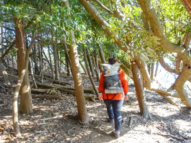 出だしは比較的整備された登山道で