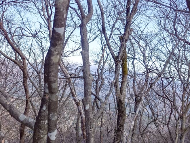 北側と東側は木々に囲まれているので