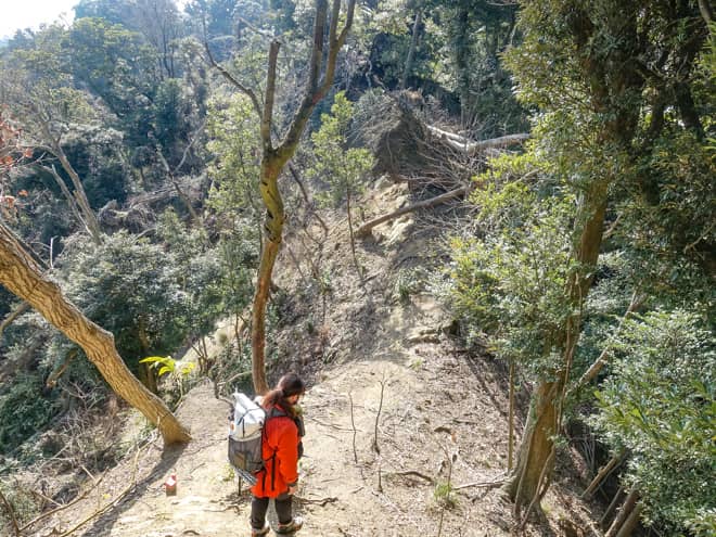 台風の影響で倒木が酷く