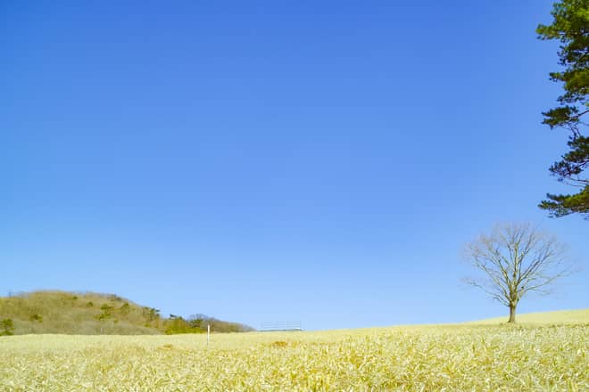 牧草のゲートをくぐった先は