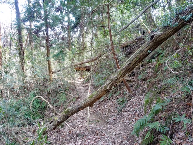 猿岩以降は緩やかな樹林帯の道のりが続きます