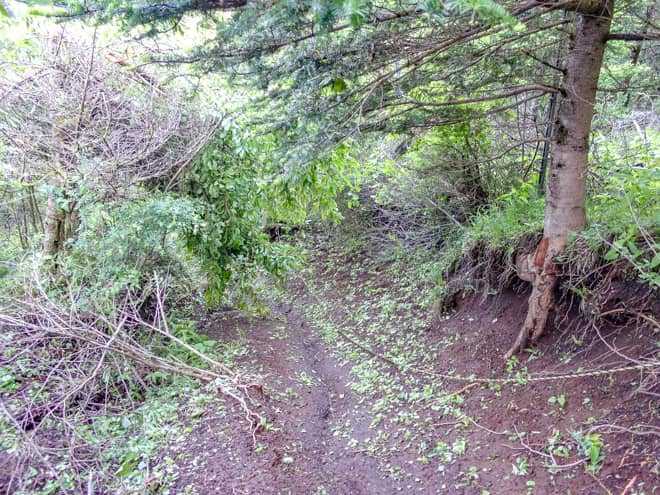 一ノ砂ノ沢ノ頭までは引き続き景色の無い